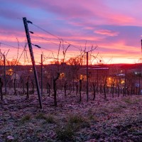 Weinberge