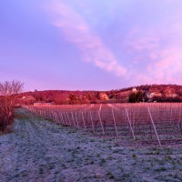 Weinberge